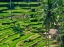 Picture of INDONESIA-BALI-UBUD-TEGALLALANG RICE TERRACES NEAR UBUD