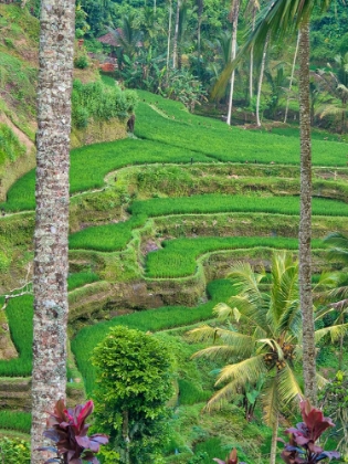 Picture of INDONESIA-BALI-UBUD-TEGALLALANG RICE TERRACES NEAR UBUD