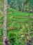 Picture of INDONESIA-BALI-UBUD-TEGALLALANG RICE TERRACES NEAR UBUD