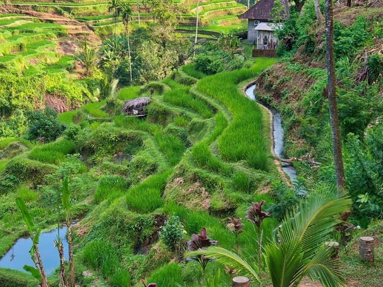 Picture of INDONESIA-BALI-UBUD-TEGALLALANG RICE TERRACES NEAR UBUD