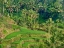 Picture of INDONESIA-BALI-UBUD-TEGALLALANG RICE TERRACES NEAR UBUD