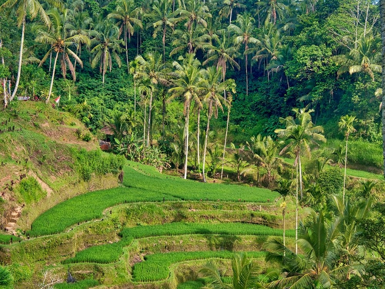 Picture of INDONESIA-BALI-UBUD-TEGALLALANG RICE TERRACES NEAR UBUD