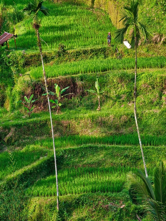 Picture of INDONESIA-BALI-UBUD-TEGALLALANG RICE TERRACES NEAR UBUD