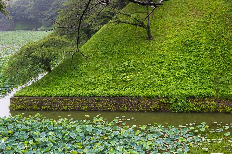 Picture of LOTUS POND IN THE ROYAL PALACE-TOKYO-JAPAN