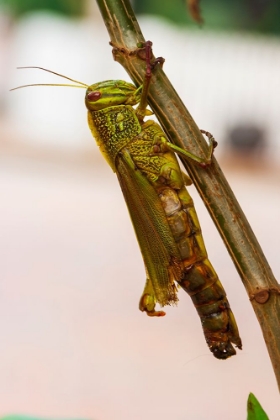 Picture of LAOS-LUANG PRABANG CLOSE-UP OF GRASSHOPPER