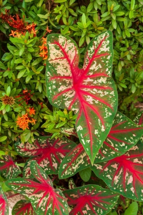 Picture of CLOSE-UP OF GREEN AND RED LEAVES OF A CALADIUM BICOLOR