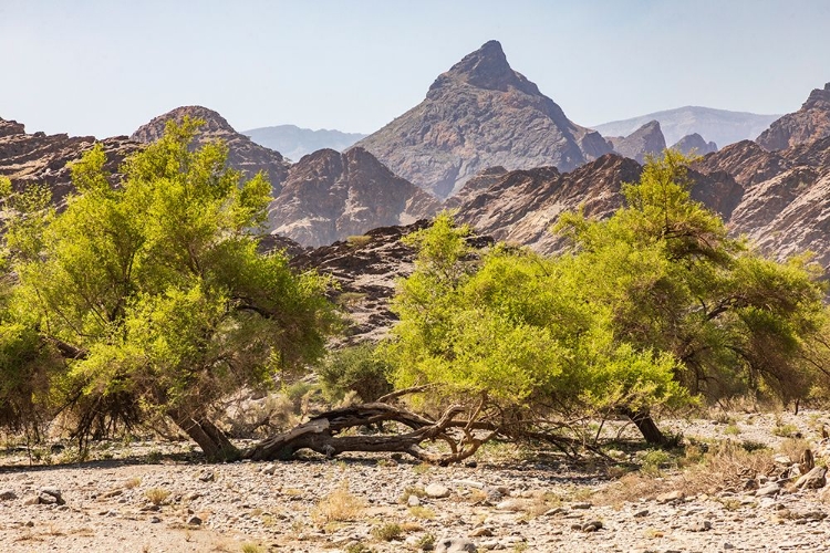 Picture of MIDDLE EAST-ARABIAN PENINSULA-OMAN-AL BATINAH SOUTH-RUSTAQ