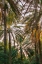 Picture of MIDDLE EAST-ARABIAN PENINSULA-OMAN-AD DAKHILIYAH-NIZWA-PALM TREES IN NIZWA-OMAN
