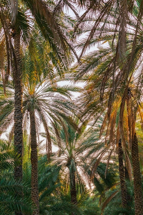 Picture of MIDDLE EAST-ARABIAN PENINSULA-OMAN-AD DAKHILIYAH-NIZWA-PALM TREES IN NIZWA-OMAN