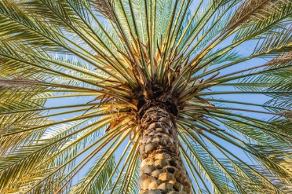 Picture of MIDDLE EAST-ARABIAN PENINSULA-OMAN-AD DAKHILIYAH-NIZWA-PALM TREE AGAINST BLUE SKY IN NIZWA-OMAN