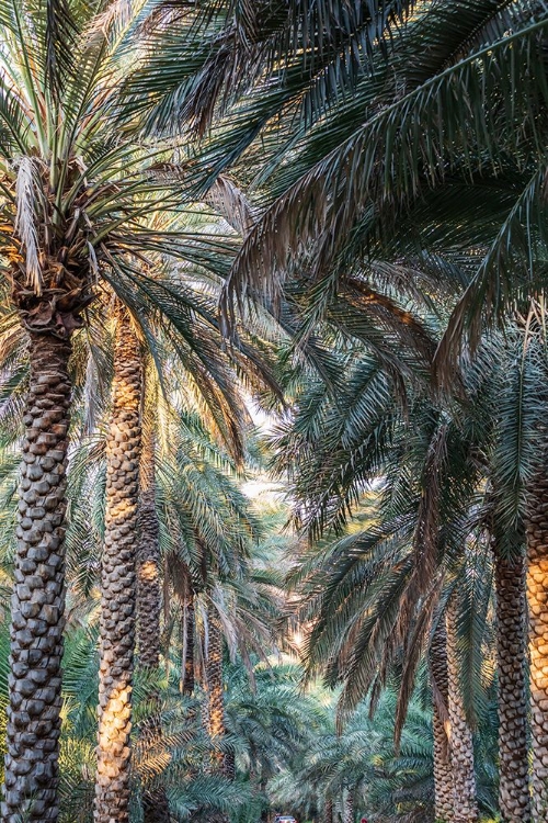 Picture of MIDDLE EAST-ARABIAN PENINSULA-OMAN-AD DAKHILIYAH-NIZWA-PALM TREES IN NIZWA-OMAN