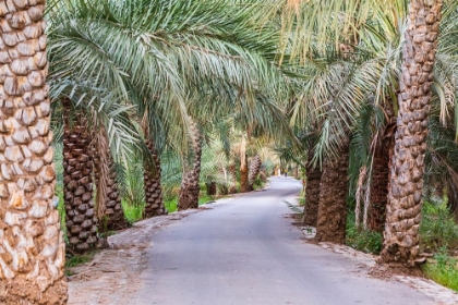 Picture of MIDDLE EAST-ARABIAN PENINSULA-OMAN-AD DAKHILIYAH-NIZWA-PALM TREES ALONG A ROAD IN NIZWA-OMAN