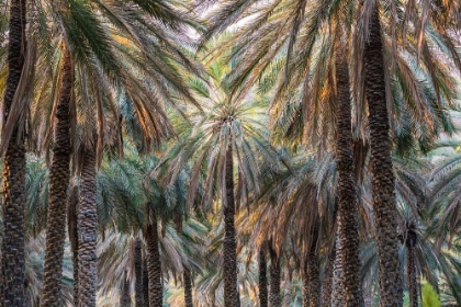 Picture of MIDDLE EAST-ARABIAN PENINSULA-OMAN-AD DAKHILIYAH-NIZWA-PALM TREES IN NIZWA-OMAN