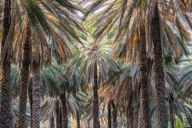 Picture of MIDDLE EAST-ARABIAN PENINSULA-OMAN-AD DAKHILIYAH-NIZWA-PALM TREES IN NIZWA-OMAN