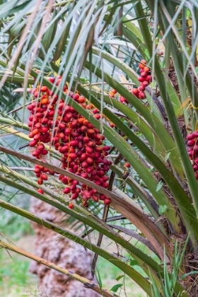 Picture of MIDDLE EAST-ARABIAN PENINSULA-OMAN-AD DAKHILIYAH-NIZWA-DATES ON A DATE PALM TREE IN NIZWA-OMAN