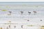 Picture of MIDDLE EAST-ARABIAN PENINSULA-AL BATINAH SOUTH-MAHOUT-FLAMINGOS