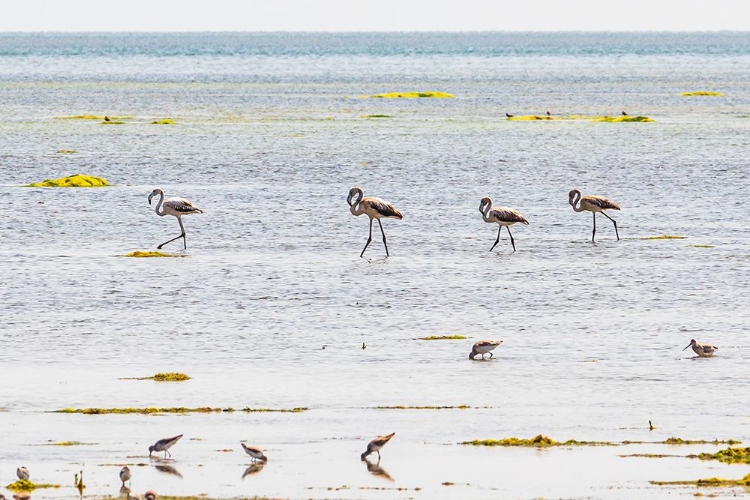 Picture of MIDDLE EAST-ARABIAN PENINSULA-AL BATINAH SOUTH-MAHOUT-FLAMINGOS