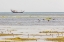 Picture of MIDDLE EAST-ARABIAN PENINSULA-AL BATINAH SOUTH-MAHOUT-FLAMINGOS