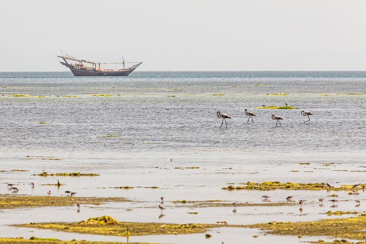 Picture of MIDDLE EAST-ARABIAN PENINSULA-AL BATINAH SOUTH-MAHOUT-FLAMINGOS