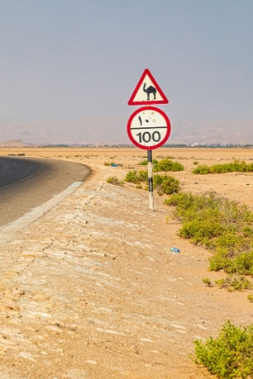 Picture of MIDDLE EAST-ARABIAN PENINSULA-AL BATINAH SOUTH-CAMEL CROSSING