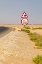 Picture of MIDDLE EAST-ARABIAN PENINSULA-AL BATINAH SOUTH-CAMEL CROSSING