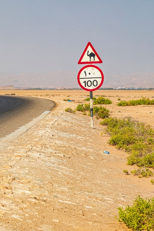 Picture of MIDDLE EAST-ARABIAN PENINSULA-AL BATINAH SOUTH-CAMEL CROSSING