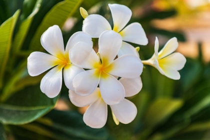 Picture of MIDDLE EAST-ARABIAN PENINSULA-OMAN-MUSCAT-QURIYAT-PLUMERIA BLOSSOMS IN A GARDEN