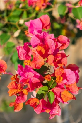 Picture of MIDDLE EAST-ARABIAN PENINSULA-OMAN-MUSCAT-QURIYAT-RED BLOSSOMS IN A GARDEN