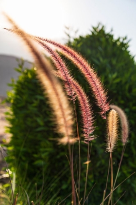 Picture of MIDDLE EAST-ARABIAN PENINSULA-OMAN-MUSCAT-QURIYAT-DECORATIVE PLANTS IN A GARDEN