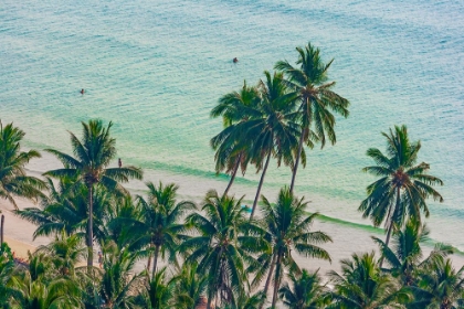 Picture of ASIA-THAILAND-PALM TREES ON KOH CHANG-SOUTH OF BANGKOK-IN GULF OF THAILAND
