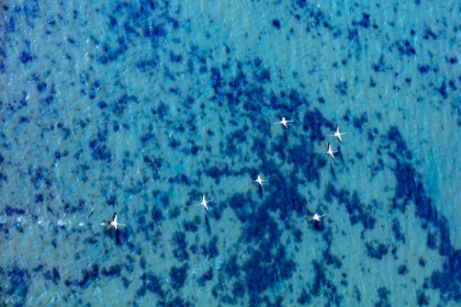 Picture of FLAMINGOS FLYING AT THE AEGEAN COAST-TURKEY