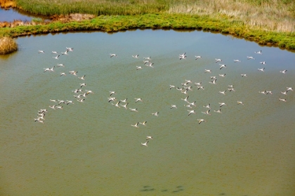 Picture of FLAMINGOS FLYING IN WETLAND ON THE AEGEAN COAST-TURKEY