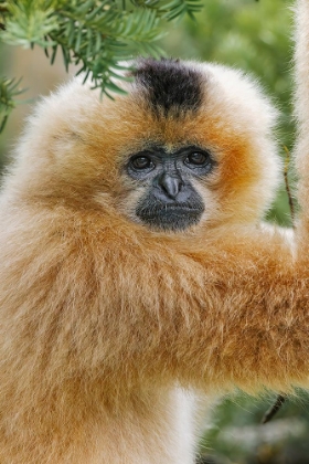 Picture of BUFF-CHEEKED GIBBON-NATIVE TO LAOS-VIETNAM-CAMBODIA