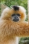 Picture of BUFF-CHEEKED GIBBON-NATIVE TO LAOS-VIETNAM-CAMBODIA