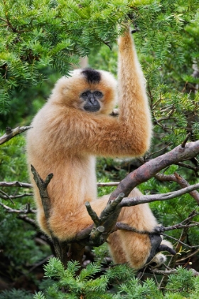 Picture of BUFF-CHEEKED GIBBON-NATIVE TO LAOS-VIETNAM-CAMBODIA