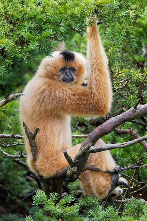 Picture of BUFF-CHEEKED GIBBON-NATIVE TO LAOS-VIETNAM-CAMBODIA