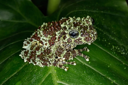 Picture of VIETNAMESE MOSSY FROG