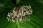 Picture of VIETNAMESE MOSSY FROG