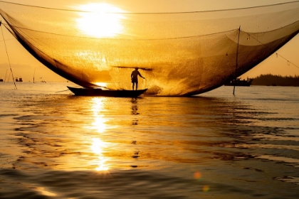 Picture of VIETNAM-FISHERMAN EMPTYING THE NIGHTS CATCH IN THE LAGOON