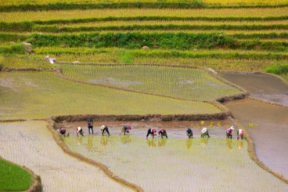 Picture of VIETNAM -RICE PADDIES IN THE HIGHLANDS OF SAPA