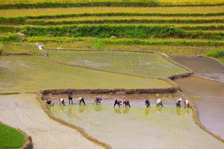 Picture of VIETNAM -RICE PADDIES IN THE HIGHLANDS OF SAPA