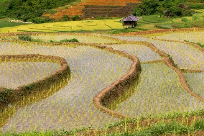 Picture of VIETNAM -RICE PADDIES IN THE HIGHLANDS OF SAPA