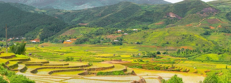 Picture of VIETNAM -RICE PADDIES IN THE HIGHLANDS OF SAPA