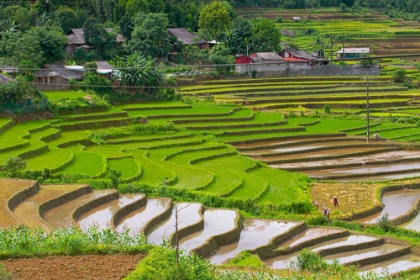 Picture of VIETNAM -RICE PADDIES IN THE HIGHLANDS OF SAPA