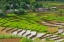 Picture of VIETNAM -RICE PADDIES IN THE HIGHLANDS OF SAPA