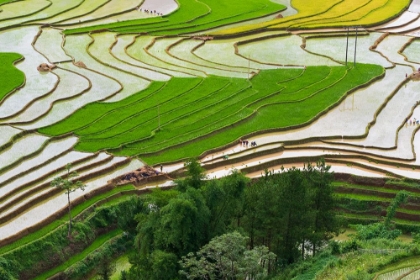 Picture of VIETNAM -RICE PADDIES IN THE HIGHLANDS OF SAPA