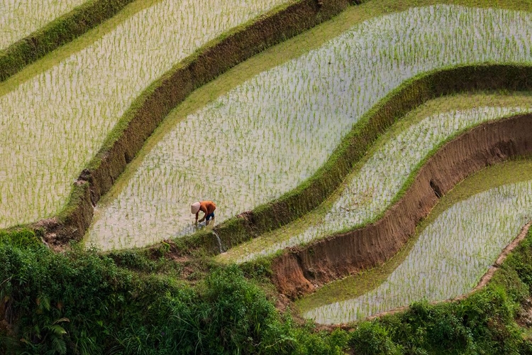 Picture of VIETNAM -RICE PADDIES IN THE HIGHLANDS OF SAPA