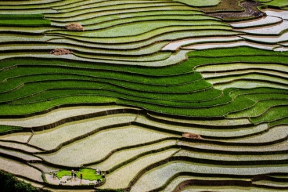 Picture of VIETNAM -RICE PADDIES IN THE HIGHLANDS OF SAPA