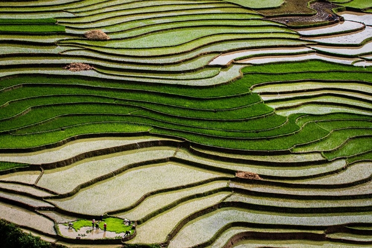 Picture of VIETNAM -RICE PADDIES IN THE HIGHLANDS OF SAPA