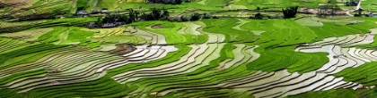 Picture of VIETNAM -RICE PADDIES IN THE HIGHLANDS OF SAPA